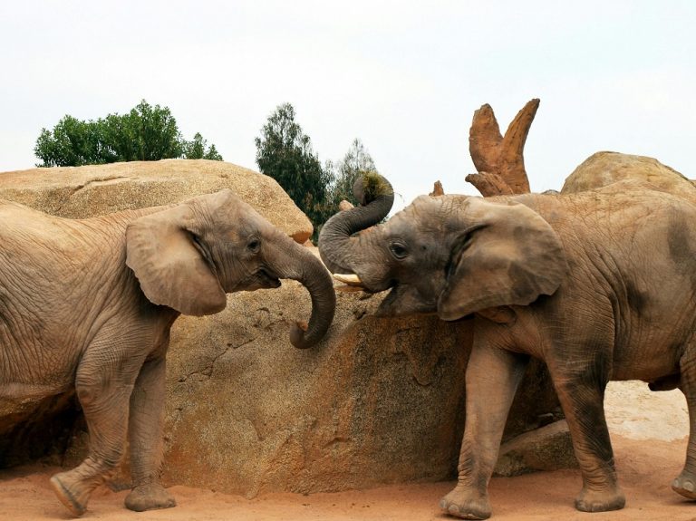 Caption this: What are these elephants chatting about?