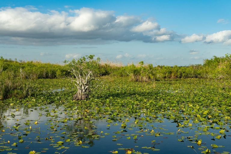 Ultimate Guide to National Parks: Everglades