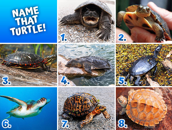 Eco-Activity: Name that turtle! - Where kids go to save animals!