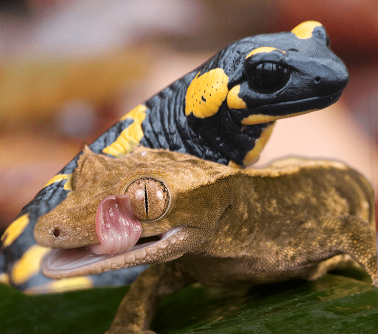 Salamander VS Gecko – The Ultimate Showdown!