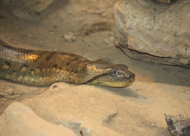A BIG Slithery Snake