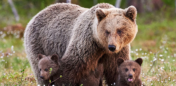 Eco-Activity: Grizzly bear word search! - Where kids go to save animals! Eco-Activity: Grizzly bear word search! - Where kids go to save animals!