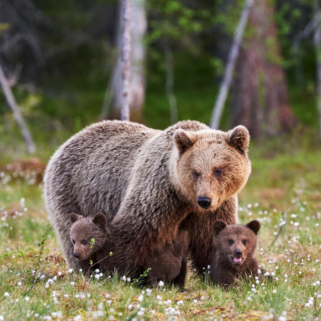Grizzly Bears: The World's Best “Social Distancers”! - Where kids go to  save animals!