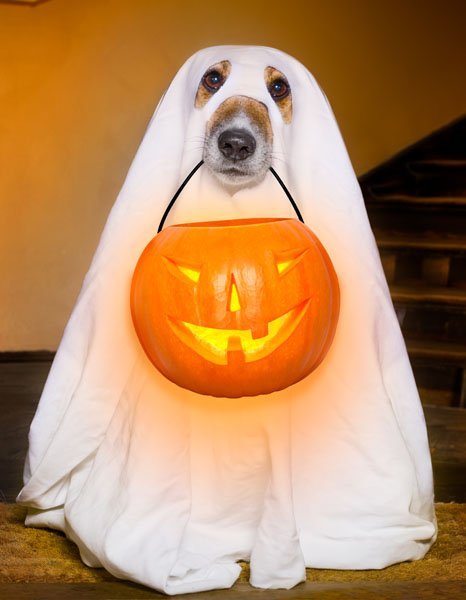 halloween  ghost  dog trick or treat