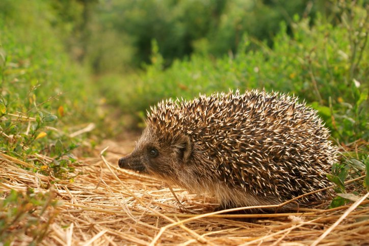 Hedgehog