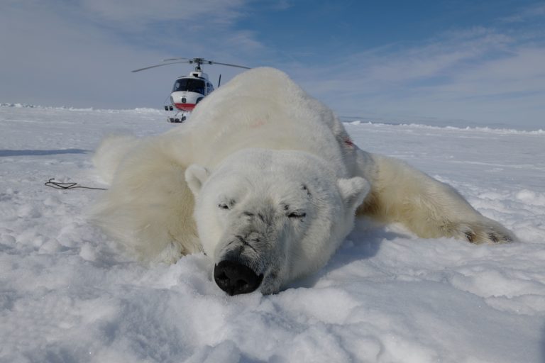 UnBEARably Exciting! An Arctic Adventure in the Beaufort Sea with Polar Bear Researcher Nick Paroshy