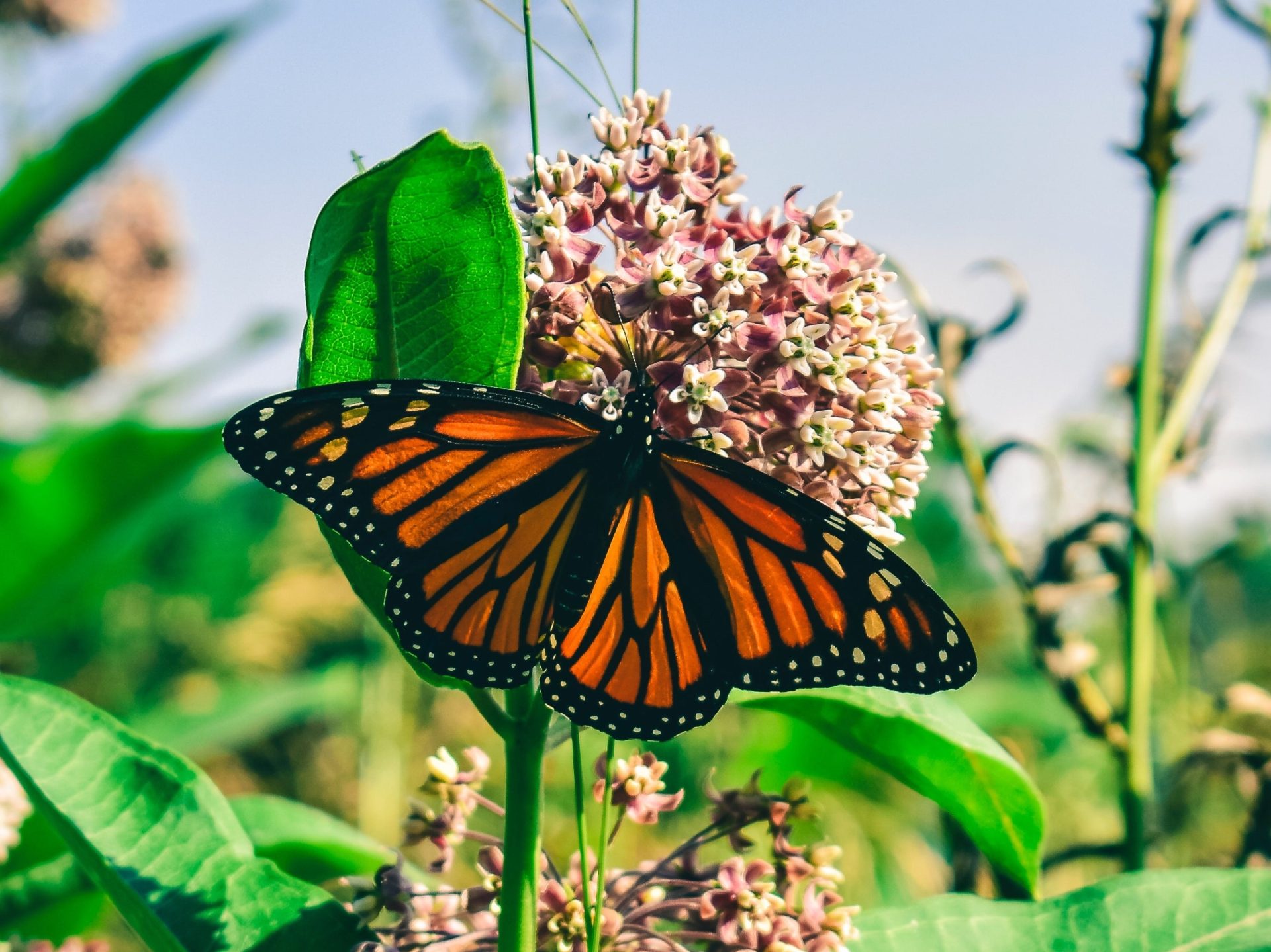 Flutter down for this Monarch Butterfly Update! Earth Rangers
