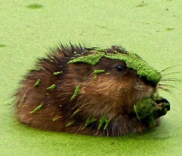 Muskrat - Photo Credit U.S. Fish and Wildlife Service