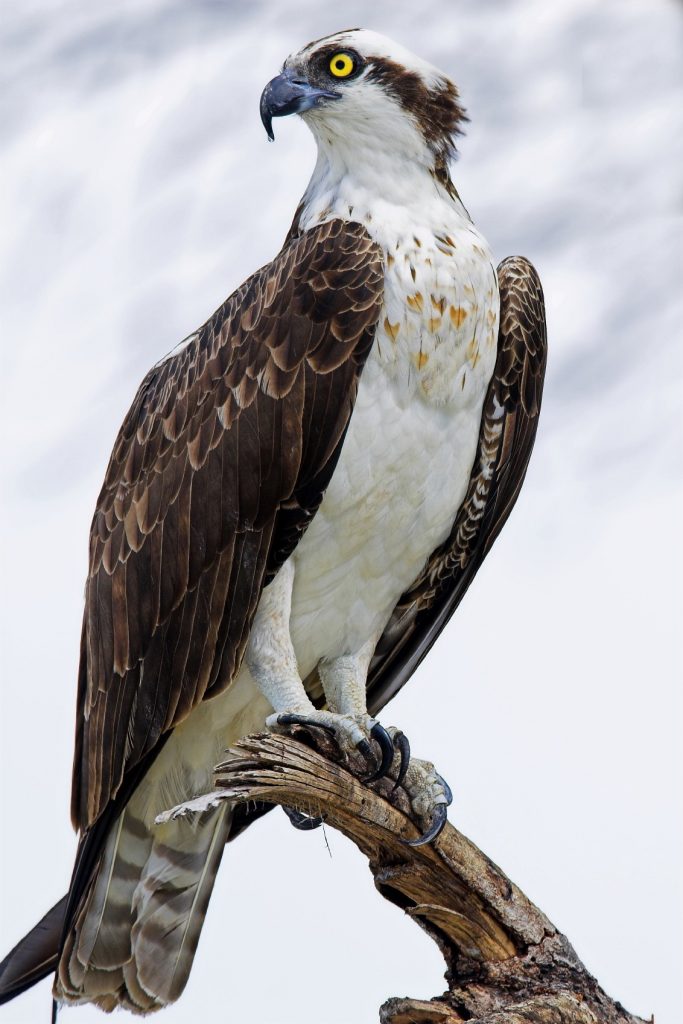 Osprey - www.internetsociety.tg