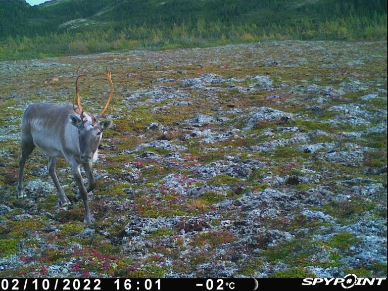 CariBOU-YAH! An Adventure in the Permafrost Peatlands with Yifeng Wang