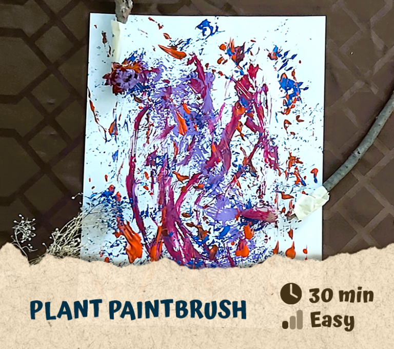 Plant Paintbrush