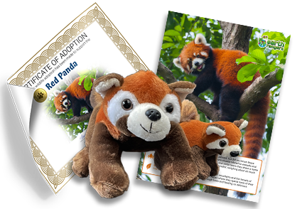 Red Panda Plush Kit Red Panda Plush Kit