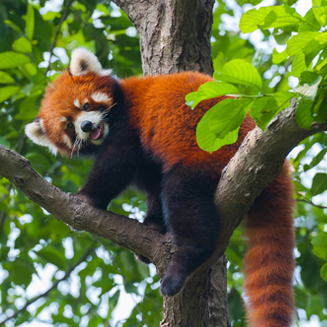 La famille Panda Roux