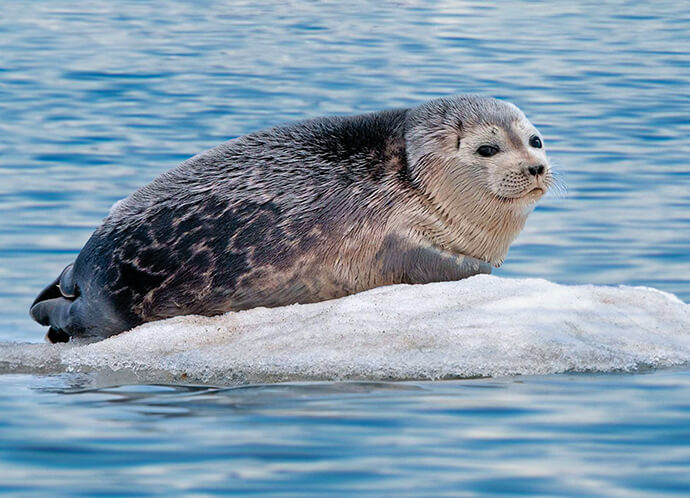 Signed, SEALED, and Delivered! A Thrilling Trip to the Ringed Seal’s Arctic Habitat with Scientist Katie Florko
