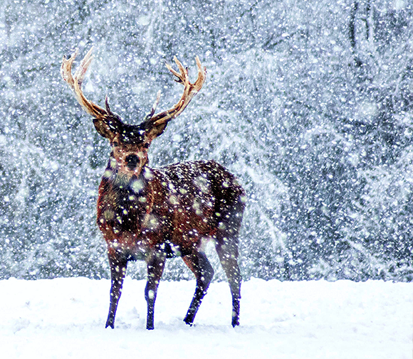 The Legend of Edmund and the Reindeer