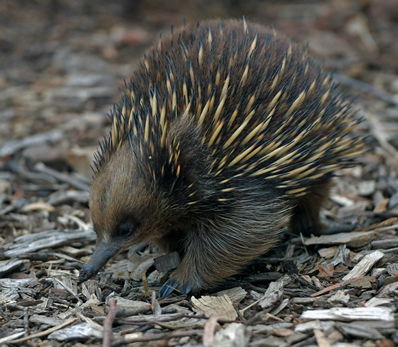 The Echidna Enigma