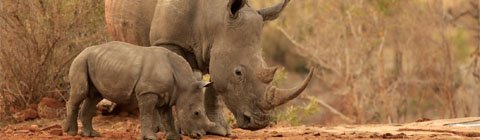 Using STEM to Save Rhinos