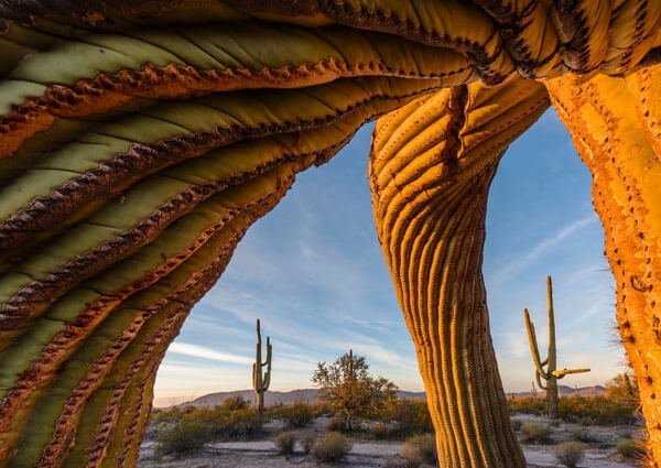 Saguaro twist