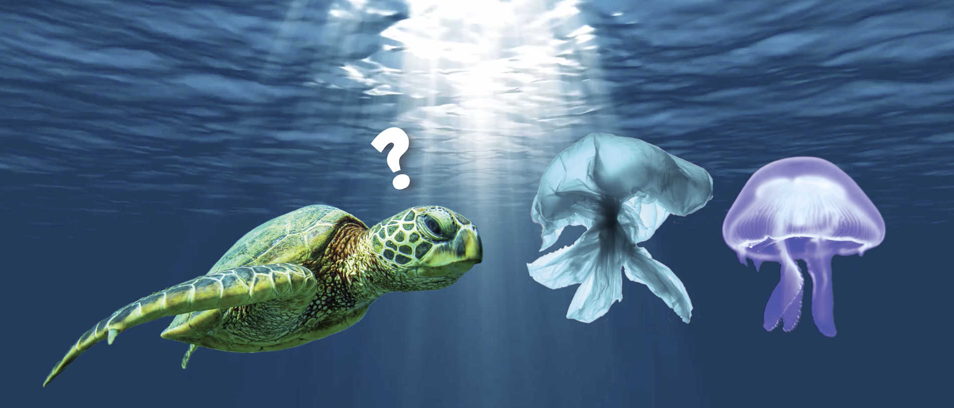 Do Your Part To Protect Turtles On World Turtle Day Earth Rangers Where Kids Go To Save Animals Do Your Part To Protect Turtles On World Turtle Day Earth Rangers Where Kids Go To Save Animals