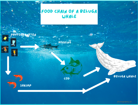 Toxins in vegetation may have caused death of beluga whales at