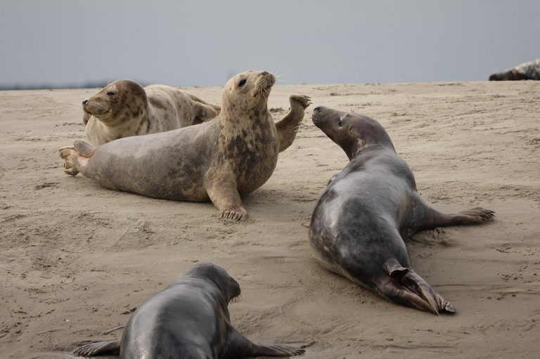 Caption This: What are these sea lions saying?