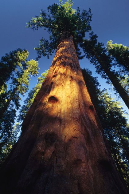 Giant Trees