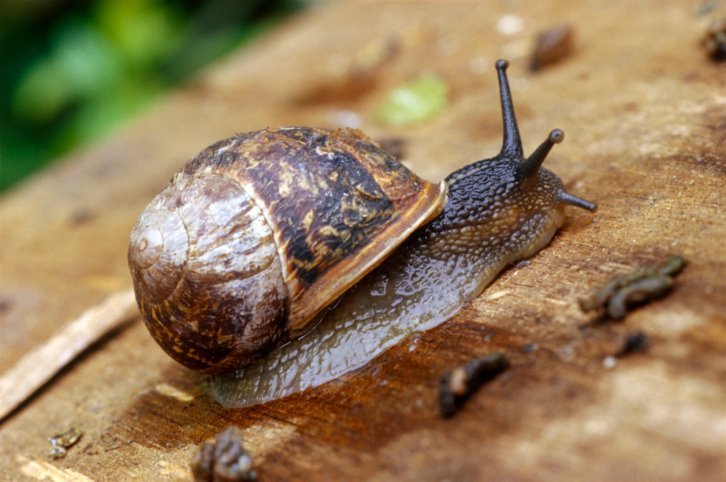 Snail