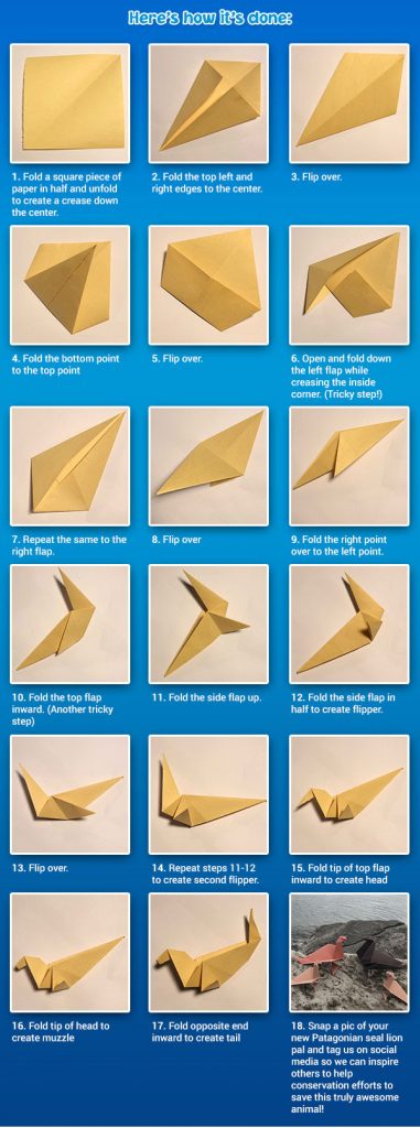 Eco-Activity: Sea lion origami - Earth Rangers