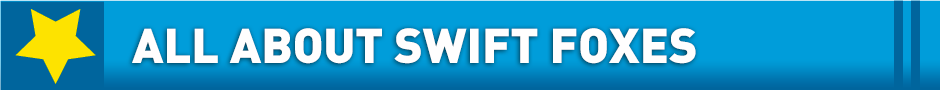 swift fox