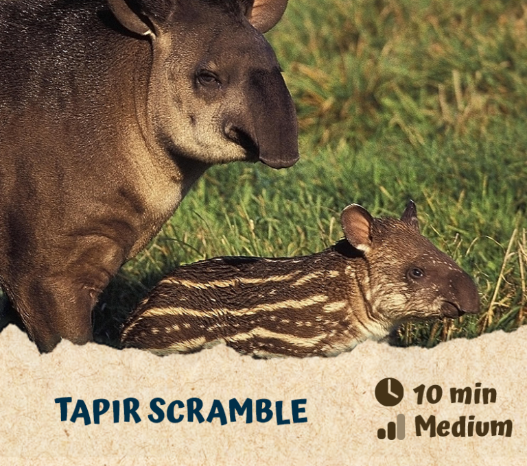 Tapir Scramble