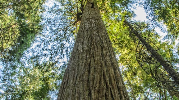 It’s your last chance to enter this tree-rific contest!