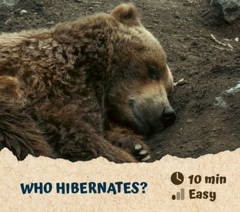 Who Hibernates? 