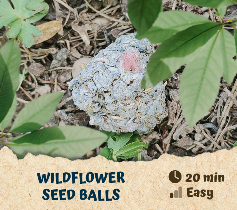 Wildflower Seed Balls