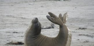 seal stretching