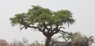 africa elephant acacia tree
