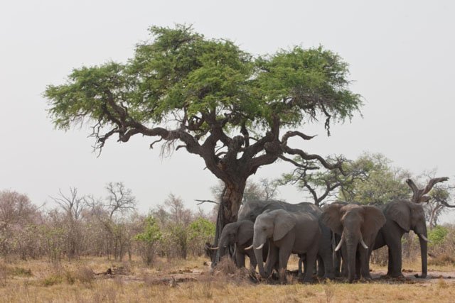 The African Tree protected by Ants