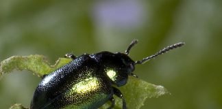 Dock beetle