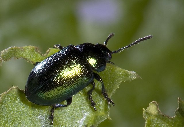 The Leaf Beetle has tiny hairs on its feet that allow it to have amazing climbing abilities