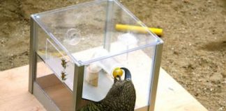 parrot using tool