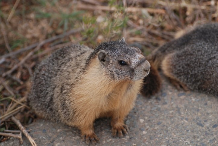 Alpine marmot