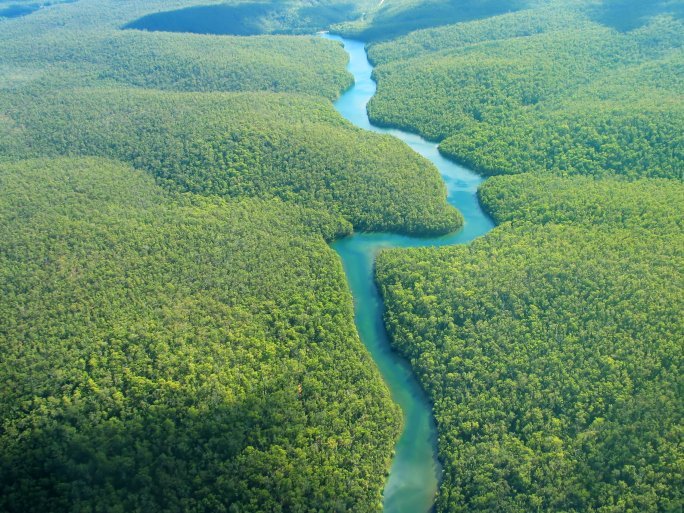 aerial view of a forest with a river running through it. The Amazing Rainforest