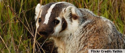 American badger in the grass American badger in the grass
