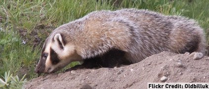 American badger smelling American badger smelling