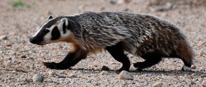 American badger walking American badger walking