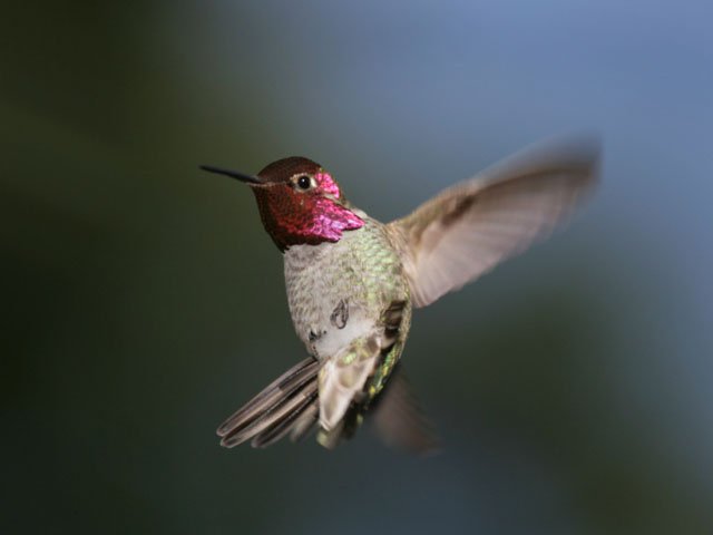 Guarding like a Hummingbird