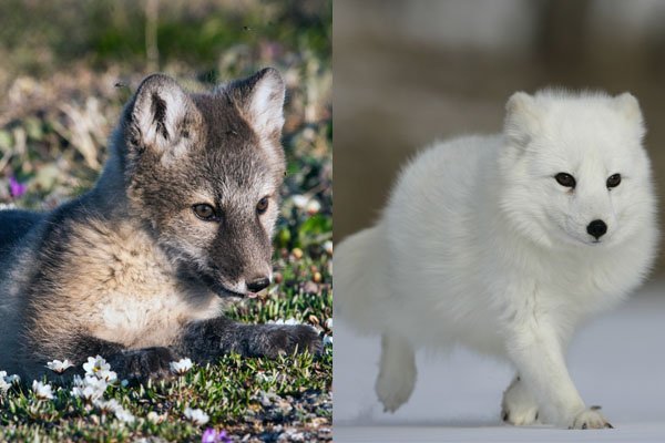 Arctic fox summer and winter coat