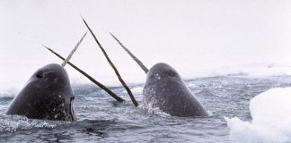 arctic water narwhal