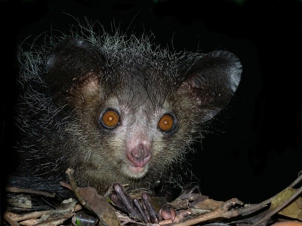 Top Ten Ugliest Animals - Where kids go to save animals! Top Ten Ugliest Animals - Where kids go to save animals!
