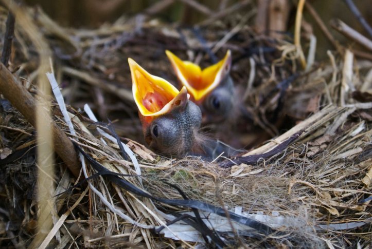 How Hungry is my Baby Bird?