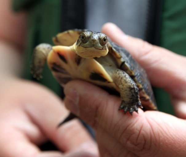 baby blandings turtle